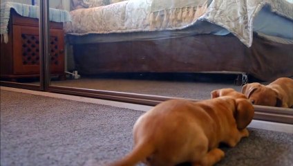 cat and dog funny video | funny cat | funny dog