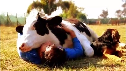 Crazy Cow That You Must See, गाय का वीडियो  #cowlover