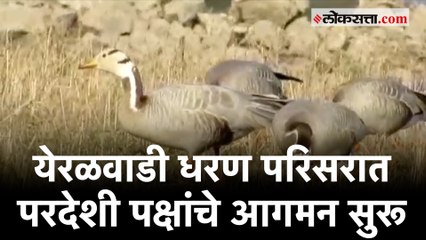 Satara: थंडीची चाहूल लागताच सातारा भागात फ्लेमिंगो, सीगल अशा परदेशी पक्षांचे आगमन सुरू