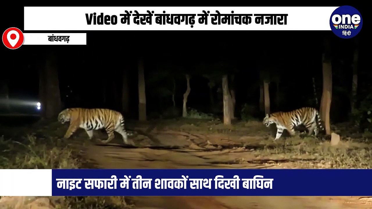 Video में देखें बांधवगढ़ में रोमांचक नजारा, नाइ...