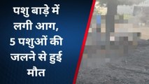 वैर: पशु बाड़े में आग लगने से करीब आधा दर्जन भैसें जली, पशुपालक परेशान