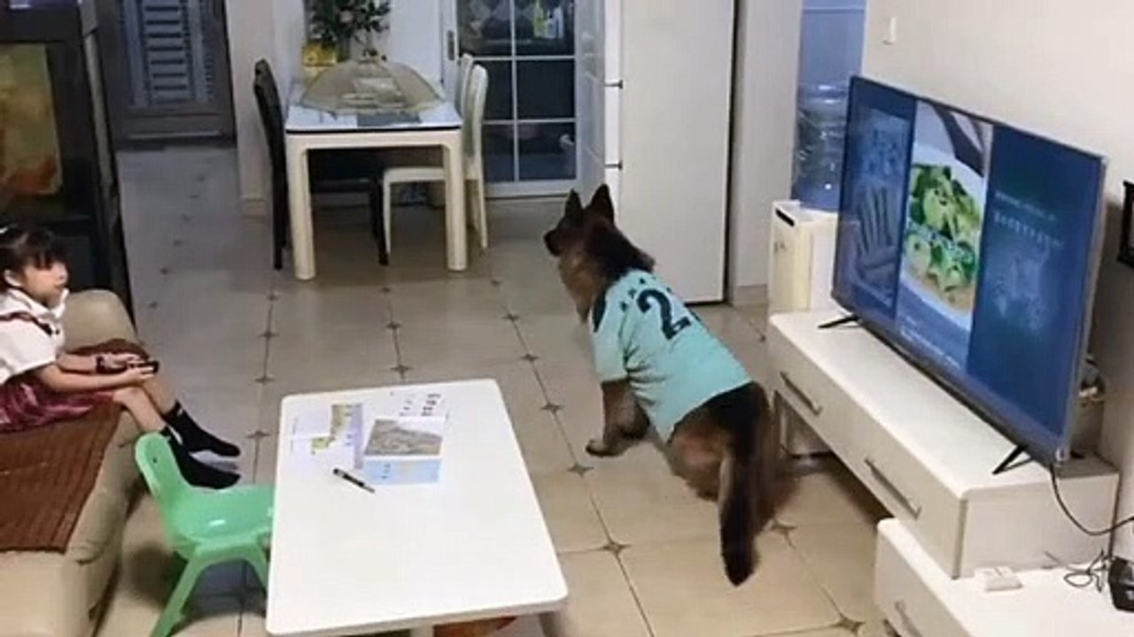 Hilarant : quand ton chien te prévient de l'arrivée des parents