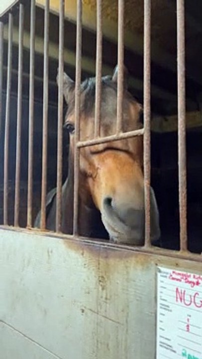 Nugget The Horse
