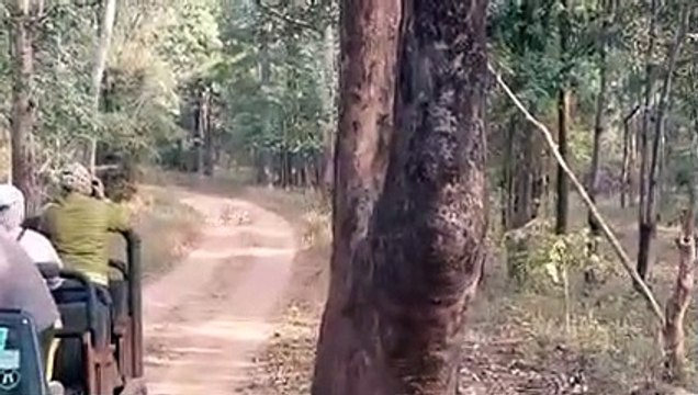 देशी-विदेशी पर्यटक हर साल नए साल का स्वागत, नए साल की तैयारी में जुटा प्रबंधन