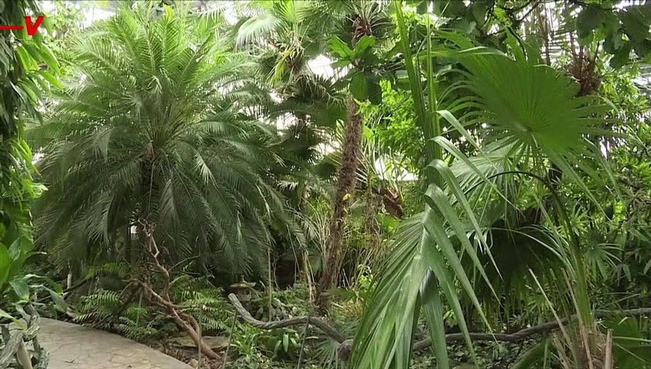 Kyiv’s Botanical Gardens Face Extinction as Russian Attacks Threaten Historic Collection of Tropical Plants