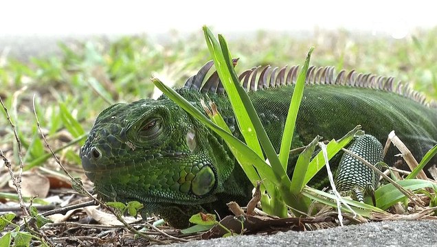 Iguanas congeladas caem de árvores no sul da Flórida