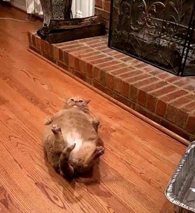 Gracie The Chunky Cat