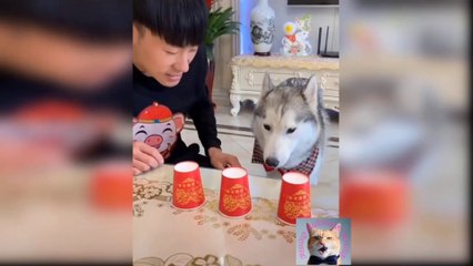 Funny Animal Videos 2023  - Best Cats And Dogs Videos  #3 Funny Animals Group