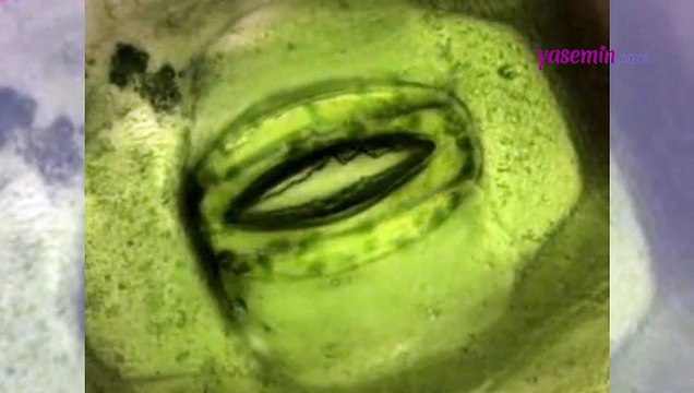 Çiçekler nasıl nefes alıp verir? Adeta korku filmi sahnesi gibi...