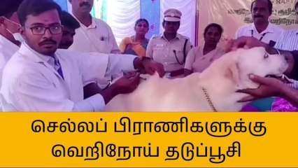 செல்லப்பிராணிகளுடன் குவிந்த மக்கள்! ஏன் தெரியுமா?