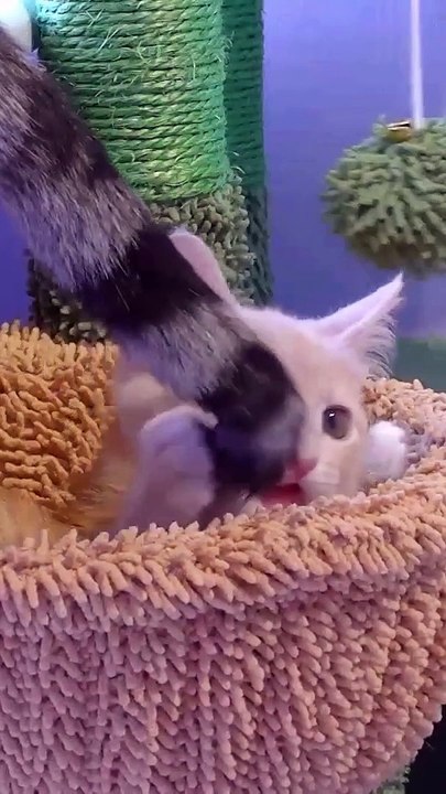 Funny Pareshan cat play!