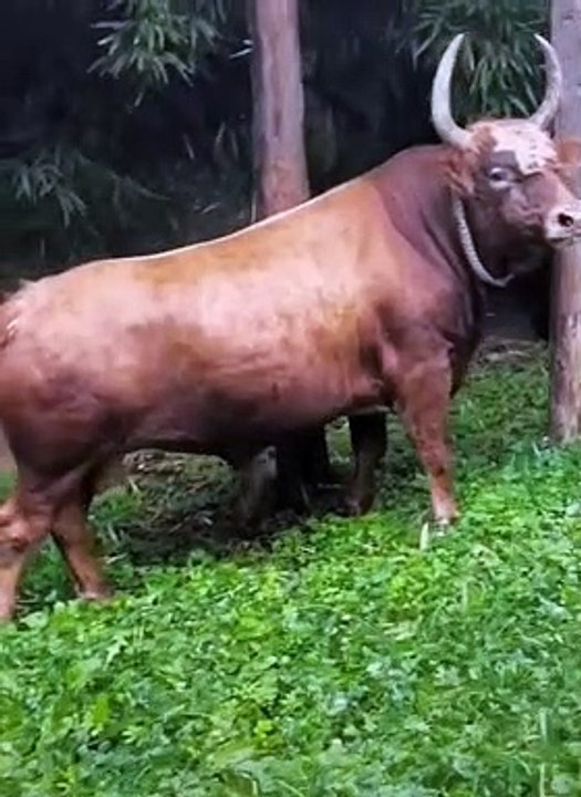 cows hit trees #shorts