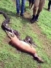 Python Snake Swallowing Prey 🐍 | Amazing Wildlife Short 2021