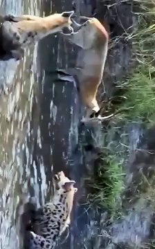 Most Viewed Animal Video (2022) #shorts (7)