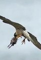 Hawk attacking on Air​ #shorts