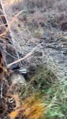 Rescuing a Deer Trapped in a Barn