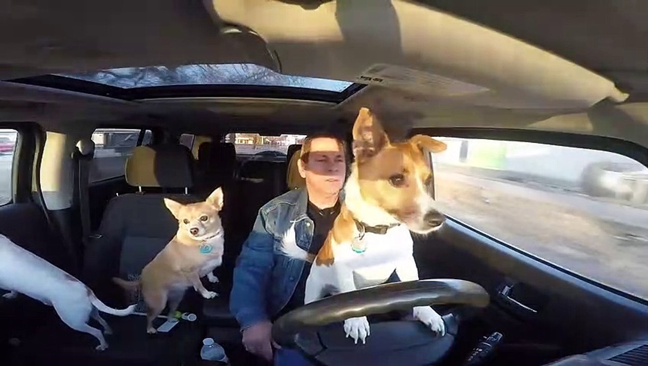 Dog Takes a Turn at Driving video Dailymotion