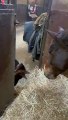 Dog And Horse Enjoy a Meal Together