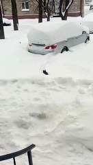 Ce chat tente de sortie en pleine tempête de neige et va vite le regretter