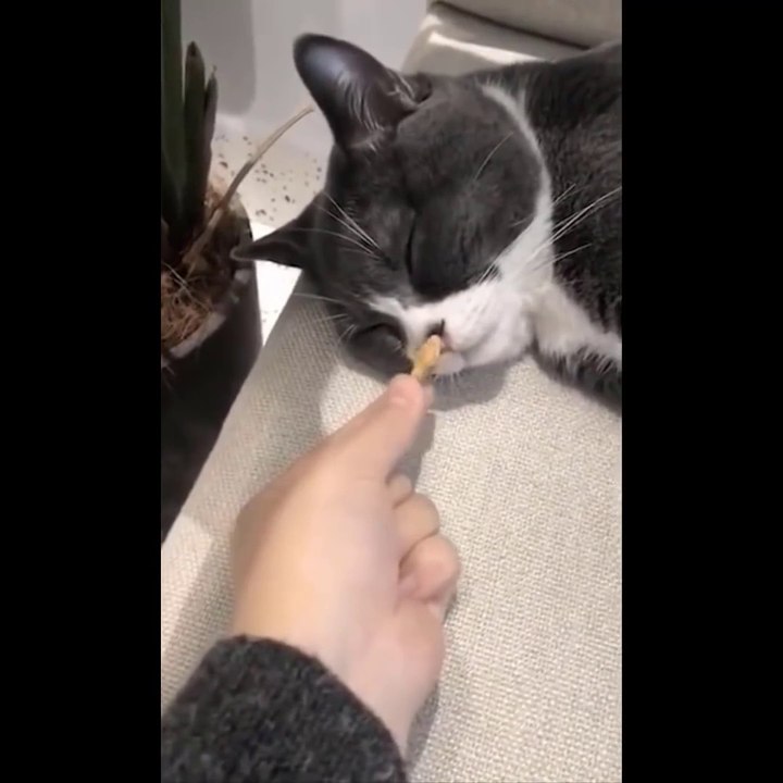Funniest Cats Compilation #12 Don't try to hold back Laughter