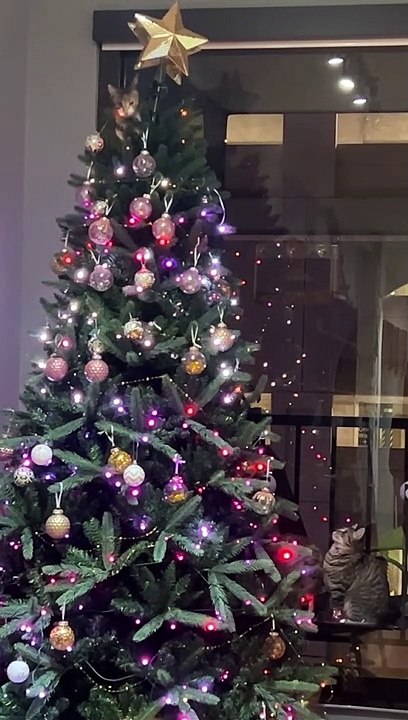 The War On Christmas Featuring Kittens