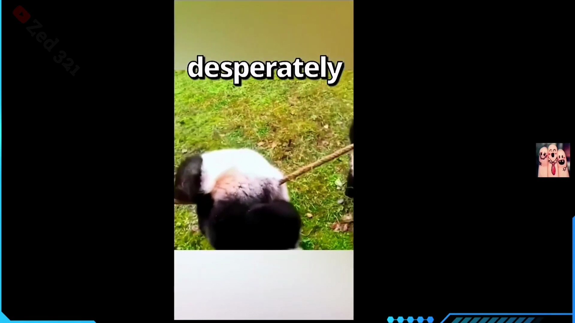 Moments  Funny Videos