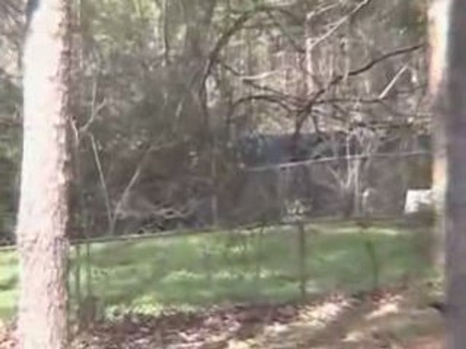 Hobo's Karma In My Back Yard
