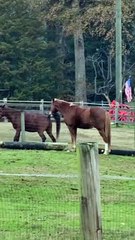 Horse Tugging on Pony's Tail