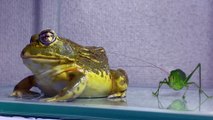 very strange insect Pacman frog African bullfrog