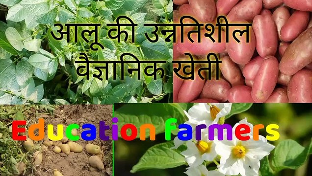 आलू की खेती, कैसे करें , आलू की खेती उन्नतशील एवं वैज्ञानिक ढंग से, खेती करने का सही समय
