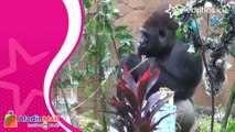 Kebun Binatang Ragunan Ikut Rayakan Natal, Gorila Dapat Kado Spesial
