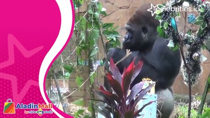 Kebun Binatang Ragunan Ikut Rayakan Natal, Gorila Dapat Kado Spesial