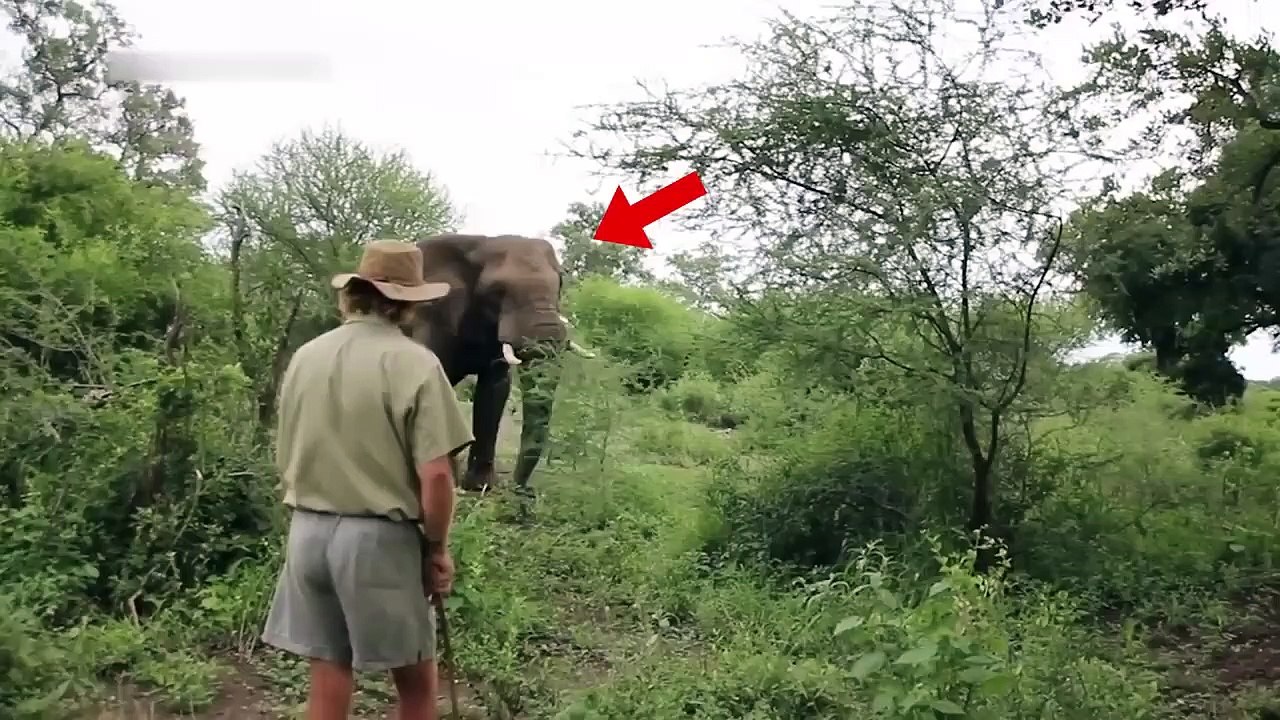 6 Elephant Encounters You Will Regret Watching
