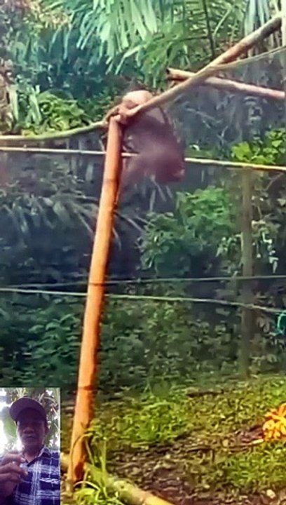 Monyet masuk perangkap