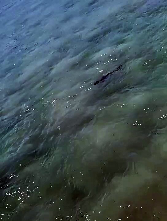 It's a shark, but not quite Jaws - December 27, 2022 - Illawarra Mercury