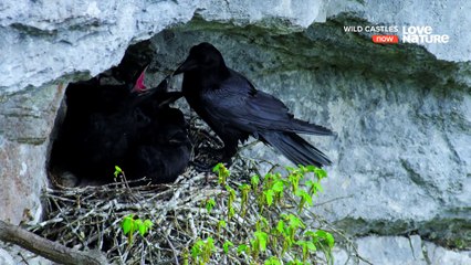 Wild Castles - Predjama - Hidden Caves of Slovenia