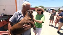 Floss the dog goes on epic Australian road trip to find home with animal shelters inundated amid rental crisis