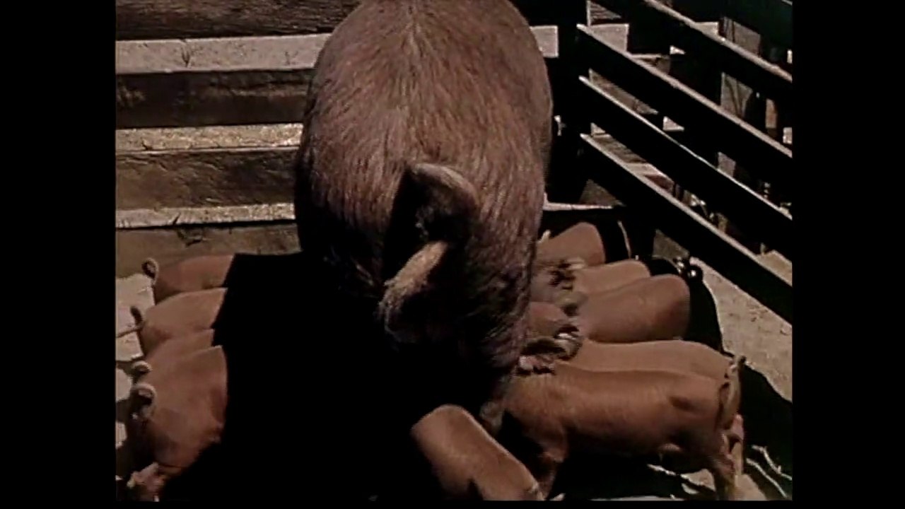 animal song
