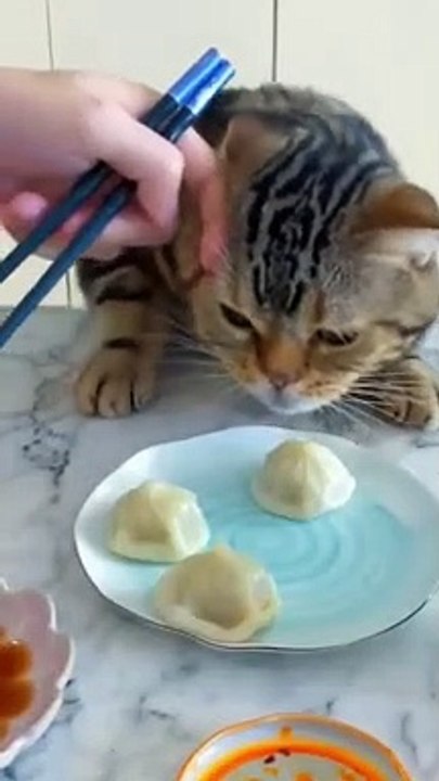 cute cat videos  funny videos