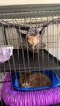Kitten in the Ferret Cage