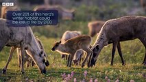 What Global Warming Means for Caribou - Our Frozen Planet - BBC Earth