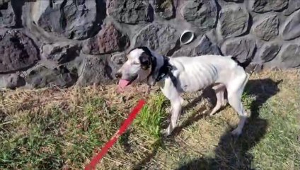 Noël, sorti de maltraitance, cherche une famille pour l'accueillir