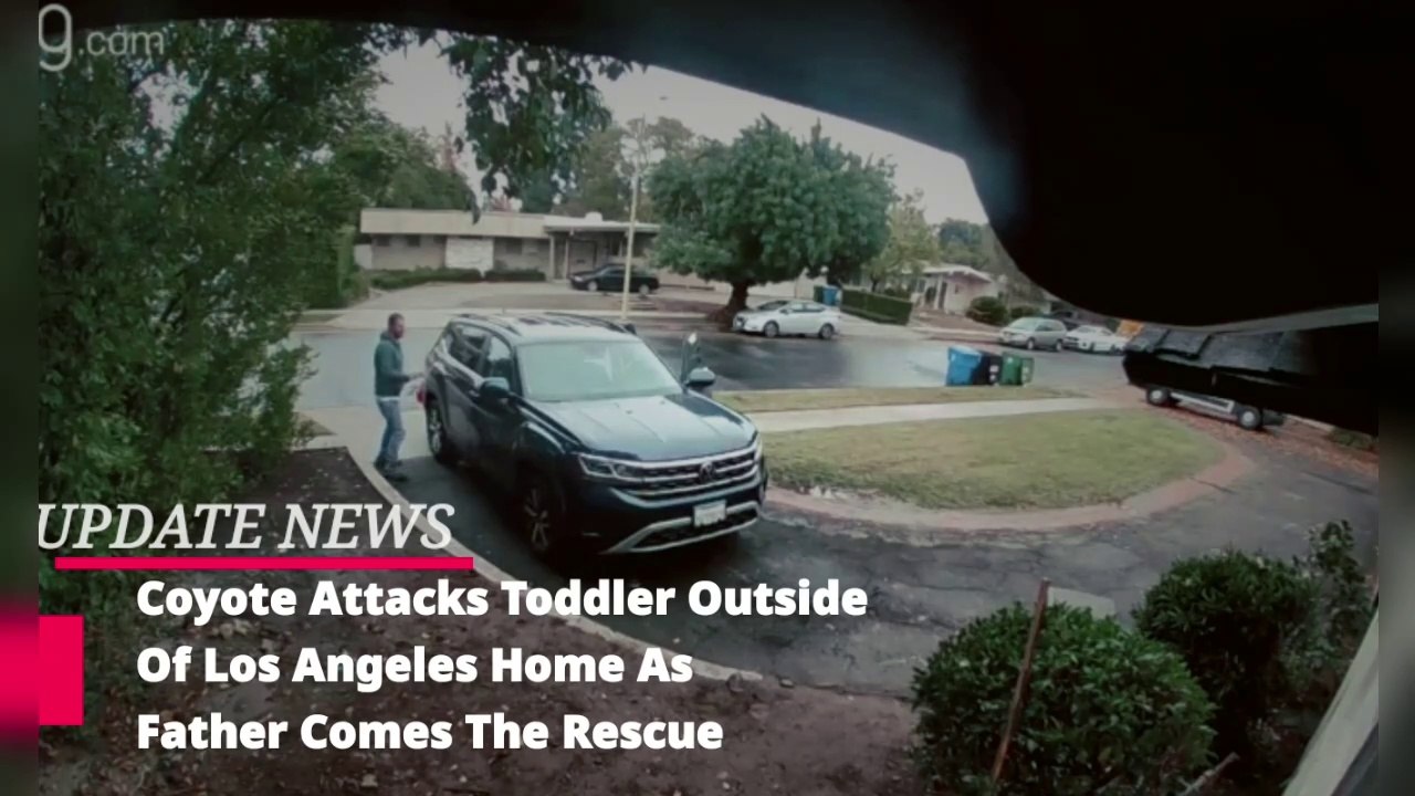 Coyote Attacks Toddler Outside Of Los Angeles Home As Father Comes The Rescue