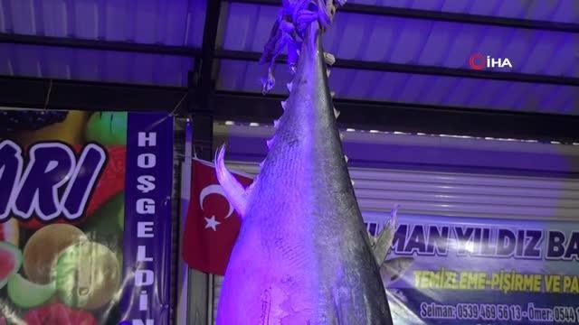 Dev orkinos balığı ilgi odağı oldu