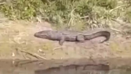 एटा: काली नदी के किनारे मगरमच्छ मिलने से मचा हड़कंप