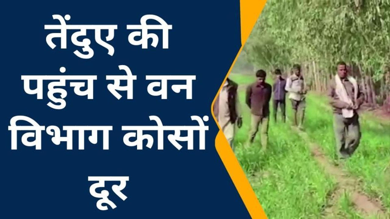 सीतापुर: 10 दिनों से खेतों में घूम रहा तेंदुआ, इलाके में दहशत