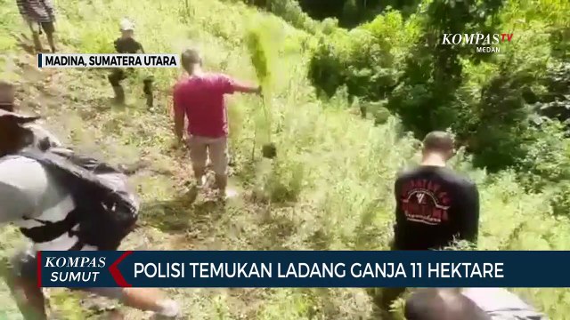 Polisi Temukan 2 Ladang Ganja di Kabupaten Mandailing Natal