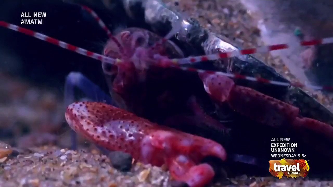 Mysteries at the Museum - Se12 - Ep07 - Tonya vs. Nancy; Shrimpy Sonar; Dumbarton Dogs HD Watch HD Deutsch