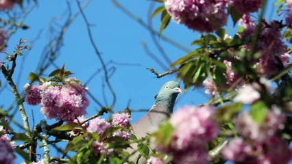 SUARA KHAS  BURUNG TEKUKUR/ DERKUKU
