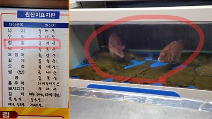 일본산 참돔 국내산으로 속여 손님상에 올린 횟집 적발 / YTN